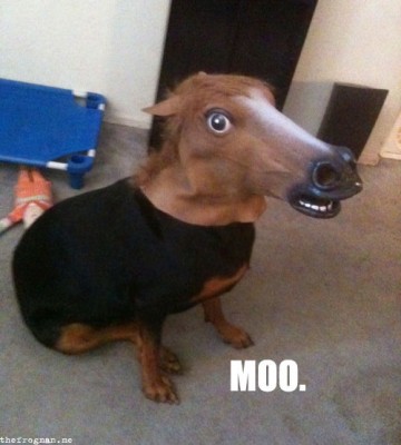 Forum Image: http://archiemcpheeseattle.com/wp-content/uploads/horse-head-dog-360x400.jpg